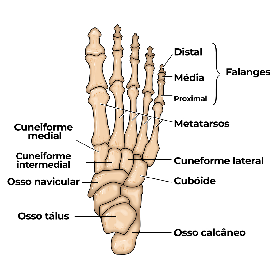 Ossos dos pés