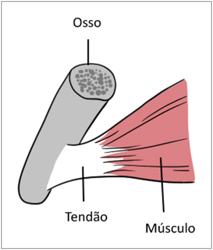 Imagem ilustrativa mostrando a estrutura de um tendão.